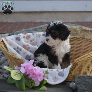 Kenzie, Mini Bernedoodle Puppy