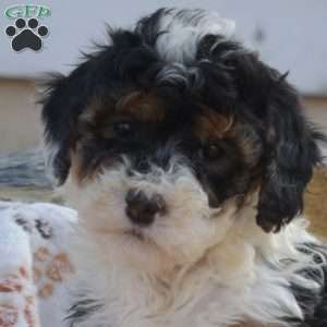Kenzie, Mini Bernedoodle Puppy