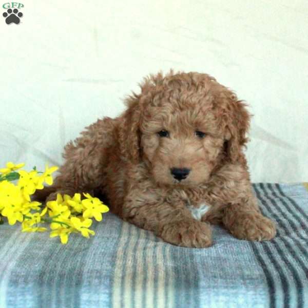 Kevin, Mini Goldendoodle Puppy