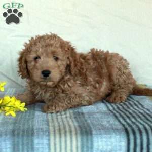 Kevin, Mini Goldendoodle Puppy