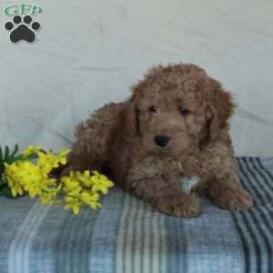 Kevin, Mini Goldendoodle Puppy