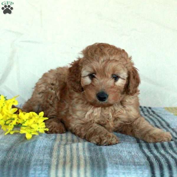 Khloe, Mini Goldendoodle Puppy