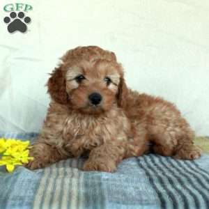 Khloe, Mini Goldendoodle Puppy