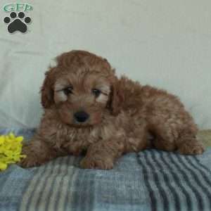 Khloe, Mini Goldendoodle Puppy