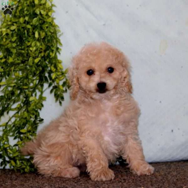 Kia, Cockapoo Puppy