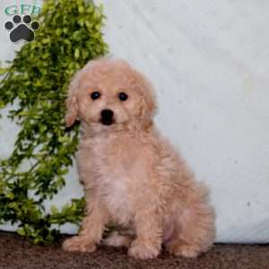 Kia, Cockapoo Puppy