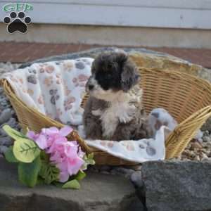 Kibbles, Mini Bernedoodle Puppy