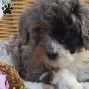 Kibbles, Mini Bernedoodle Puppy