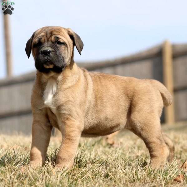 Kierra, Cane Corso Puppy