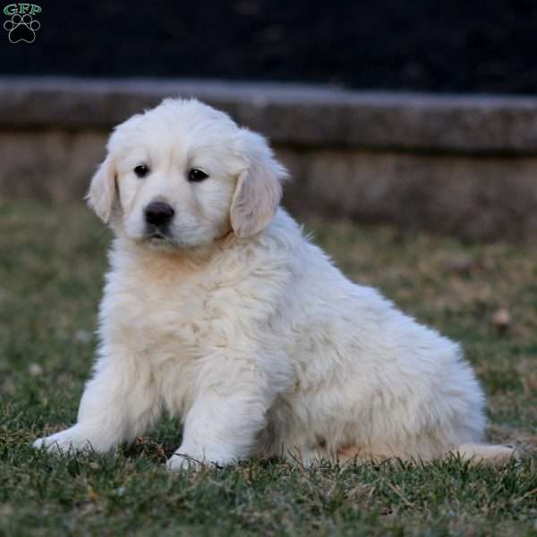 Kierra, English Cream Golden Retriever Puppy