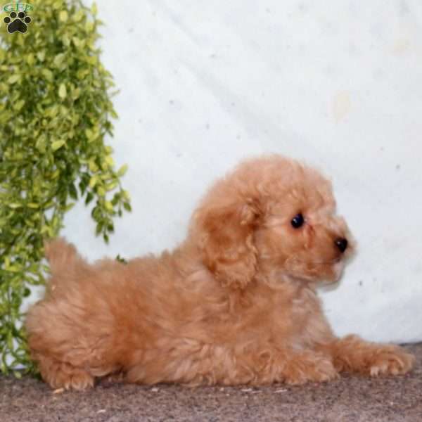 Kierra, Cockapoo Puppy