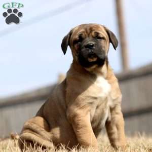 Kierra, Cane Corso Puppy