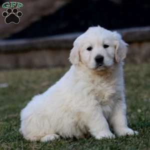 Kierra, English Cream Golden Retriever Puppy