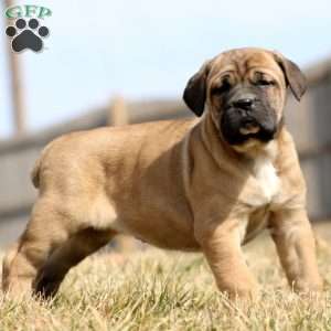 Kierra, Cane Corso Puppy