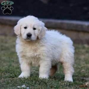 Kierra, English Cream Golden Retriever Puppy