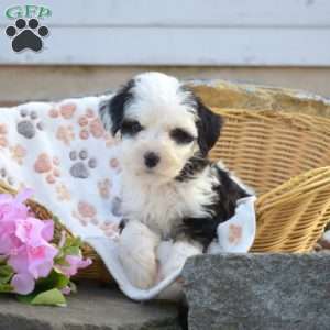 Kiki, Mini Bernedoodle Puppy