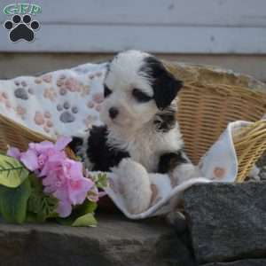Kiki, Mini Bernedoodle Puppy