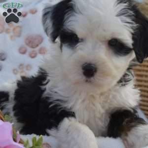 Kiki, Mini Bernedoodle Puppy