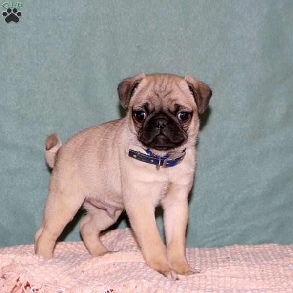 Kilo, Pug Puppy