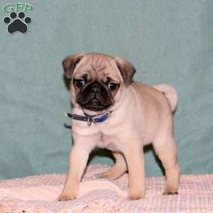 Kilo, Pug Puppy