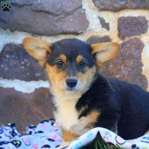Kim, Pembroke Welsh Corgi Puppy