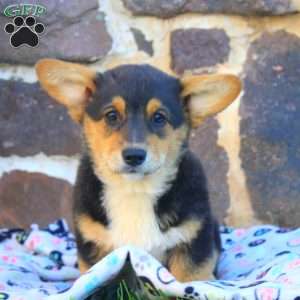 Kim, Pembroke Welsh Corgi Puppy