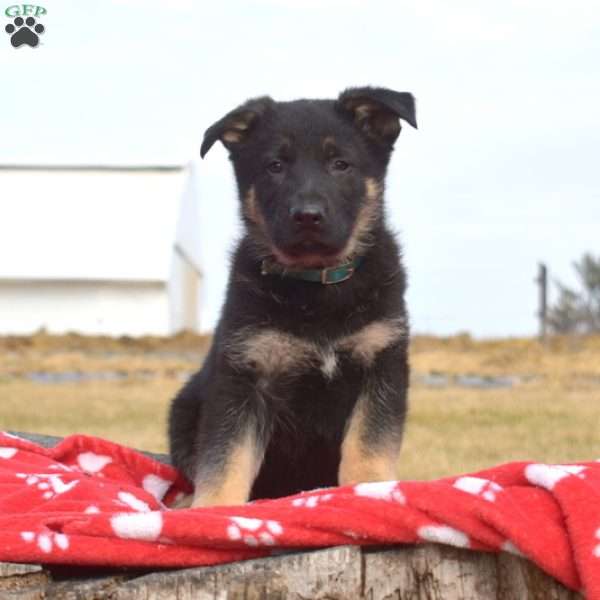 King, German Shepherd Puppy