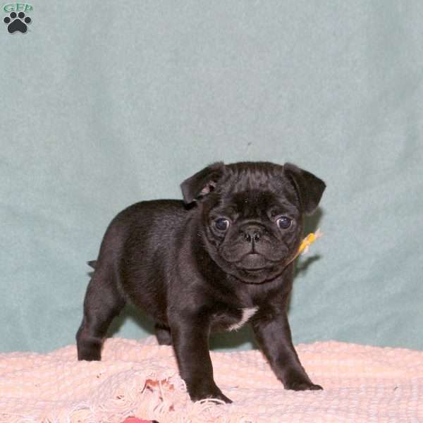 Kip, Pug Puppy