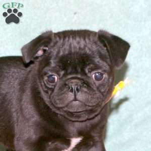 Kip, Pug Puppy