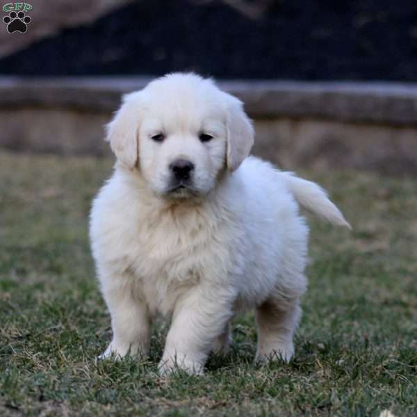 Kip, English Cream Golden Retriever Puppy