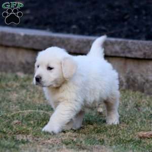 Kip, English Cream Golden Retriever Puppy