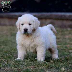 Kip, English Cream Golden Retriever Puppy