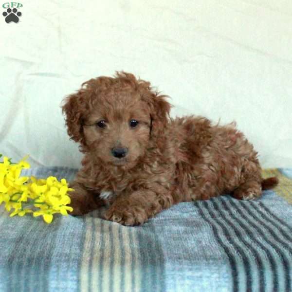 Koda, Mini Goldendoodle Puppy