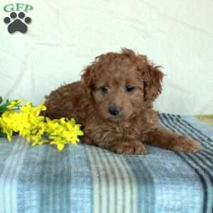 Koda, Mini Goldendoodle Puppy