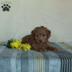 Koda, Mini Goldendoodle Puppy