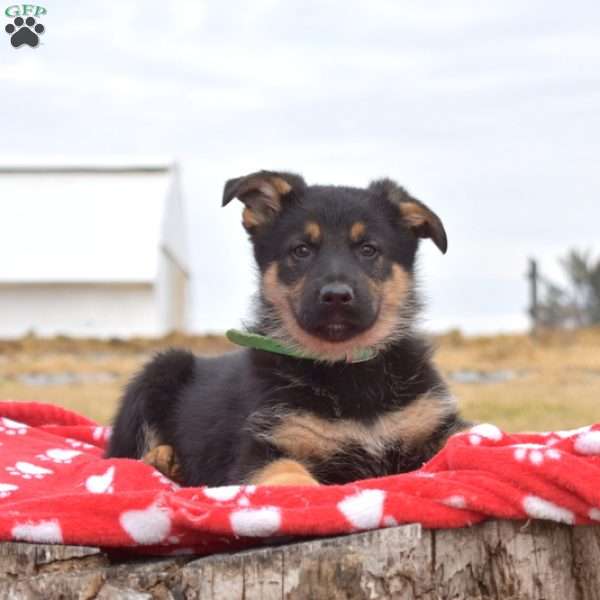 Kodiak, German Shepherd Puppy