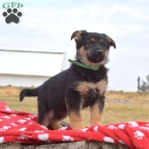 Kodiak, German Shepherd Puppy