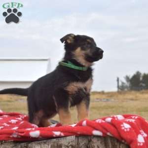 Kodiak, German Shepherd Puppy