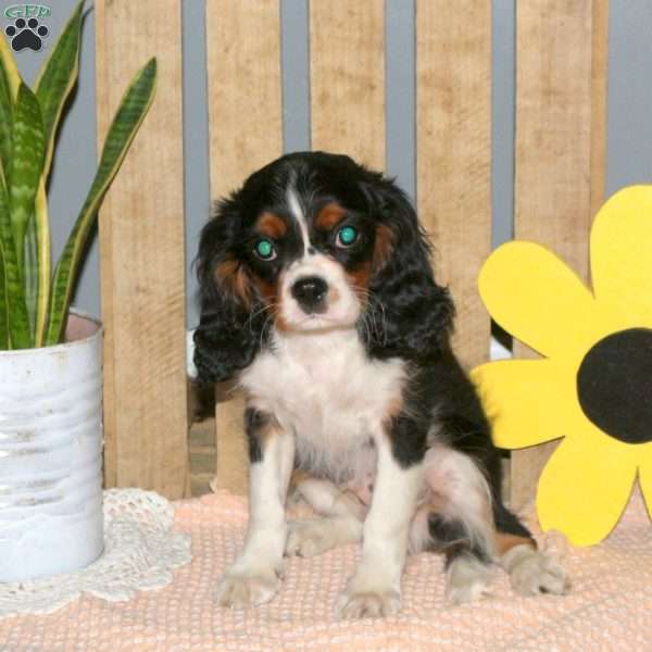 Kody, Cavalier King Charles Spaniel Puppy