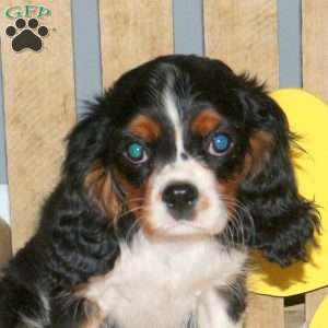 Kody, Cavalier King Charles Spaniel Puppy