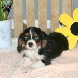 Kody, Cavalier King Charles Spaniel Puppy