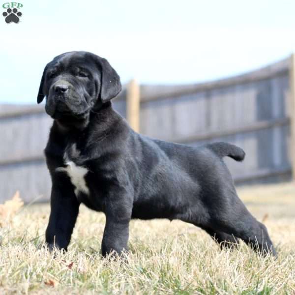 Kody, Cane Corso Puppy