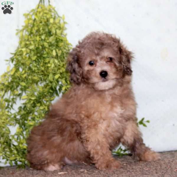 Kody, Cockapoo Puppy