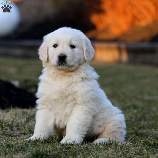 Kolton, English Cream Golden Retriever Puppy