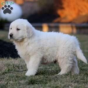 Kolton, English Cream Golden Retriever Puppy