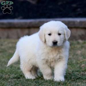 Kolton, English Cream Golden Retriever Puppy