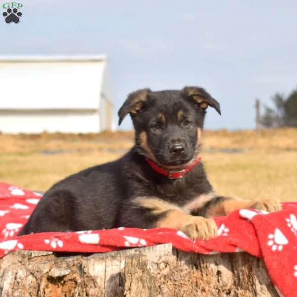 Kona, German Shepherd Puppy