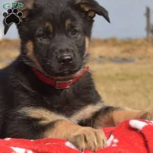 Kona, German Shepherd Puppy