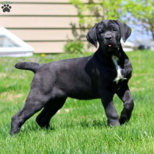 Kookie, Cane Corso Puppy