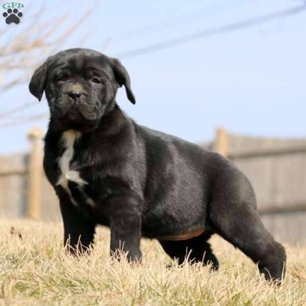 Kookie, Cane Corso Puppy